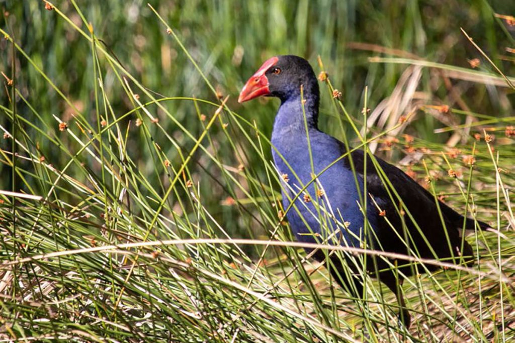 Swamp hen in rushes